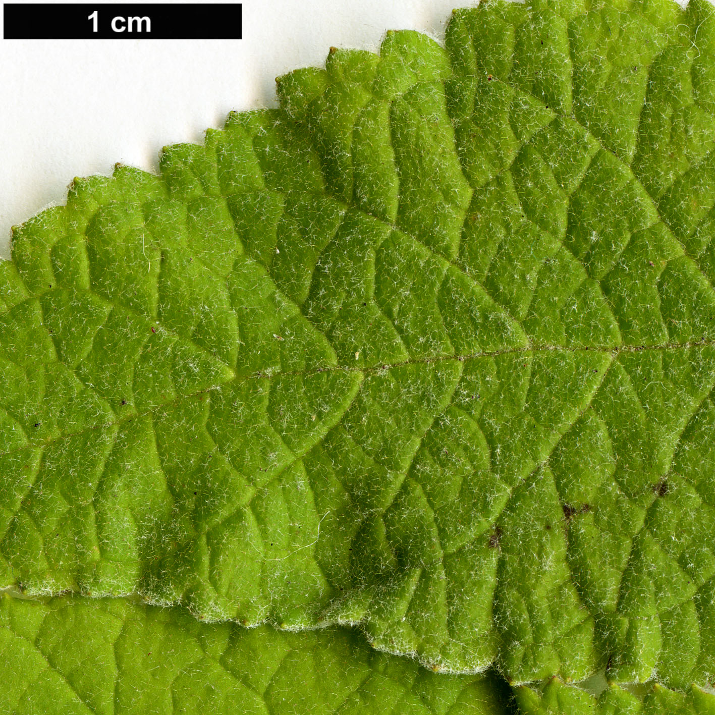 High resolution image: Family: Scrophulariaceae - Genus: Buddleja - Taxon: crotonoides - SpeciesSub: subsp. amplexicaulis